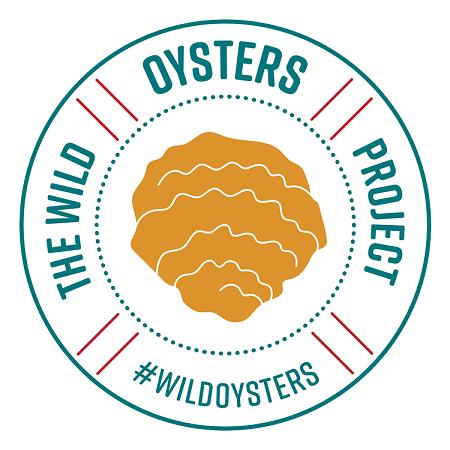 The Wild Oysters Project at Conwy Marina